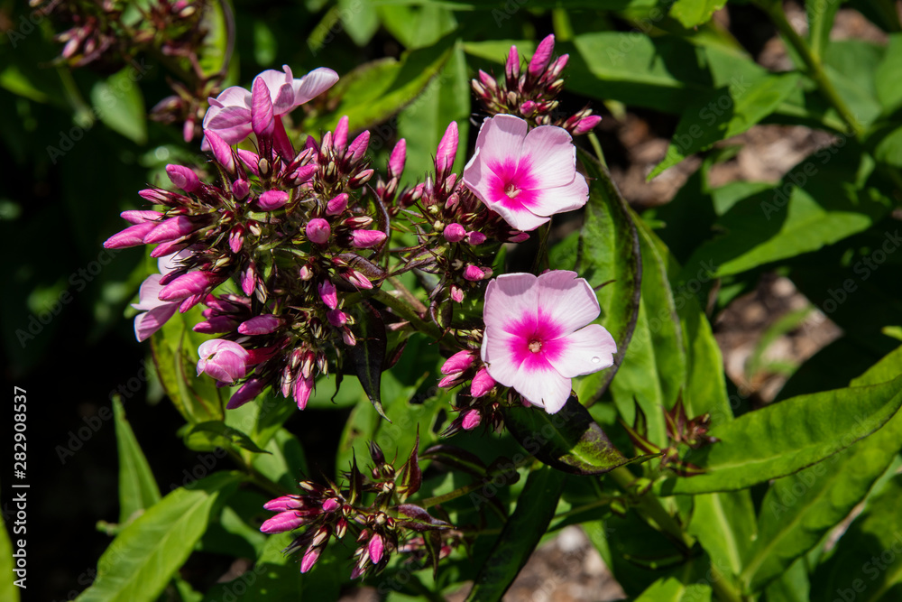 Fleurs du Québec Fleurs du Québec