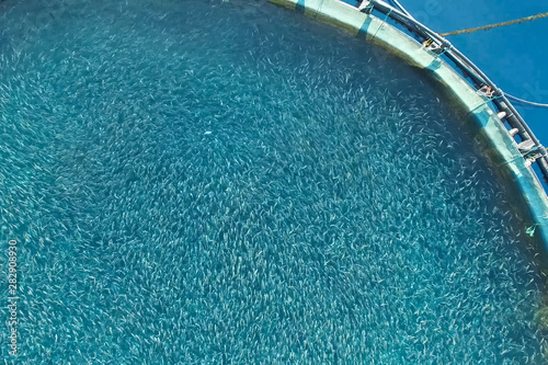 Fish farm in the sea, fenced with round net.