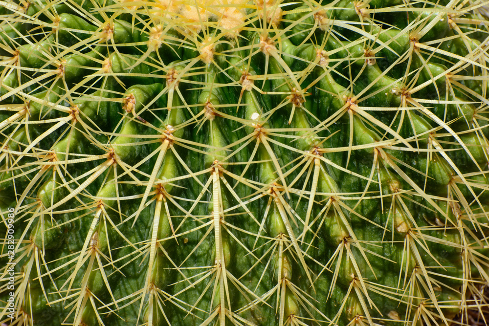 Cactus needles close-up. Concept - annoyed person. Cactus needles close-up. Concept - annoyed person.
