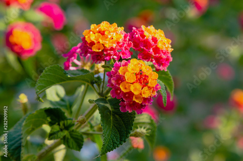A beautiful flowers of a tropical plant lantana camara. Bright summer floral background. Blossom Lantana camara.