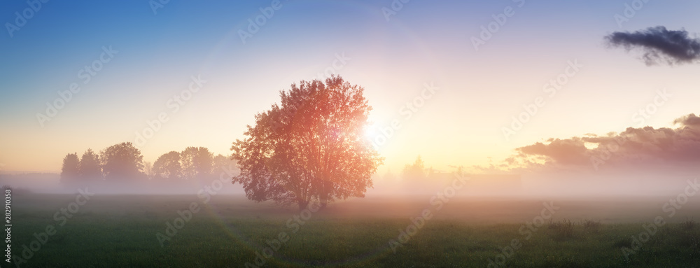 Tree foliage in morning light