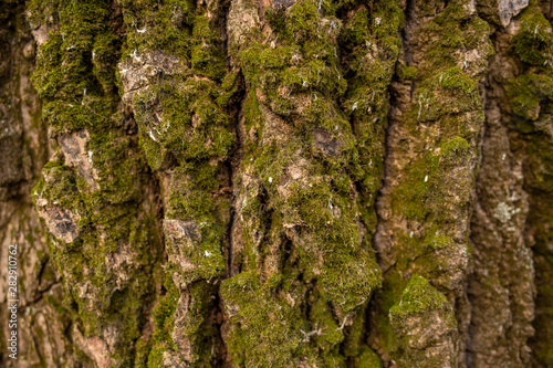 Real texture of tree bark with green moss. Horizontal color flatlay photography.