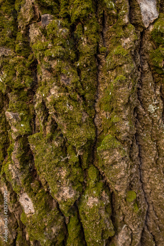 Real texture of tree bark with green moss. Vertcial color flatlay photography.