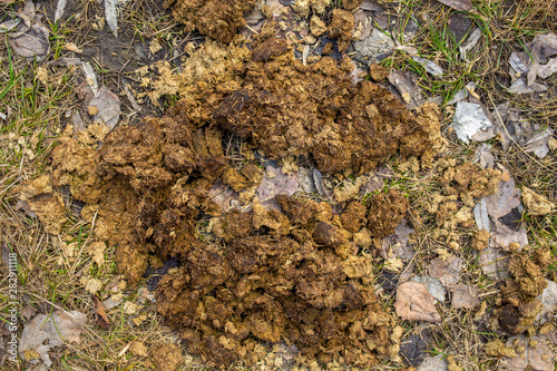 Top view flatlay photography of cow poop laying on ground outdoors. Horizontal color image.