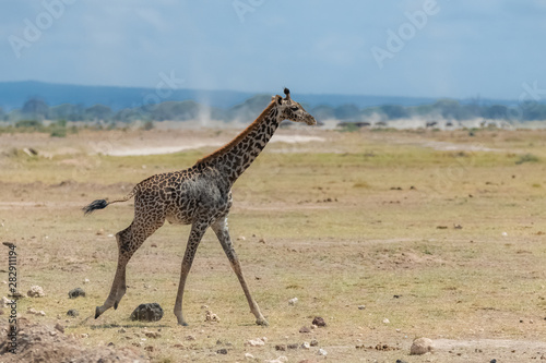 Wild giraffe running in the savannah in Tanzania, beautiful panorama with acacia trees