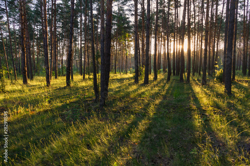 sunrise in a pine forest