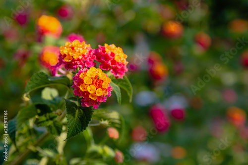 A beautiful flowers of a tropical plant lantana camara. Bright summer floral background. Blossom Lantana camara.