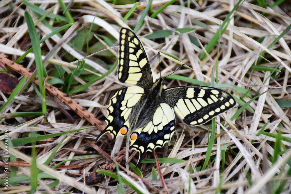 Schwalbenschwanz Schmetterling Schwalbenschwanz Schmetterling