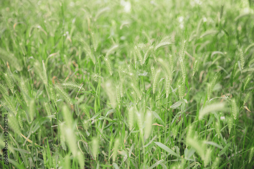 Beautiful green wild grass. Natural color photography horizontal background.