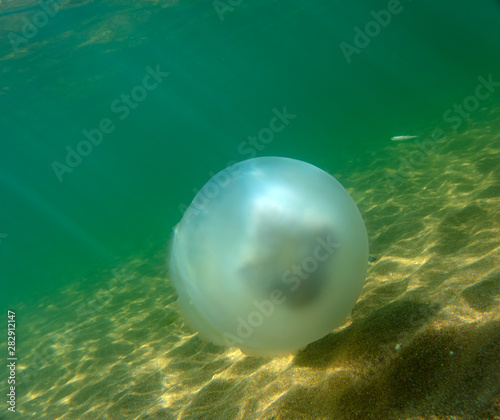 Large marine jellyfish, in a natural habitat © vadim_fl