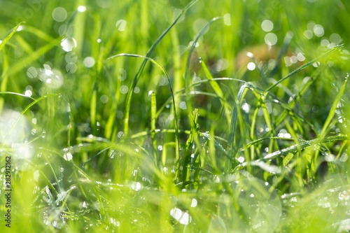 Beautiful shiny green grass with sparkling water drops on surface of leaves. Beautiful natural color photography horizontal background.
