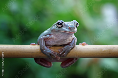 green tree frog © Agus Gatam