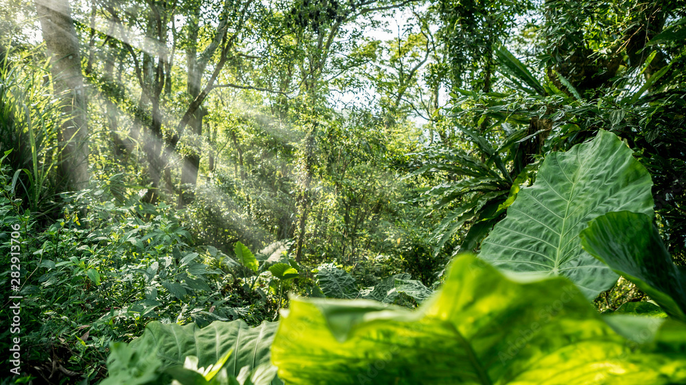 Beautiful mountain forest scenery at with sun rays breaks through the trees.