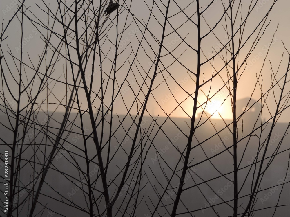 Fototapeta premium Névoa, arbustos e cidade ao fundo no fim de tarde europeu