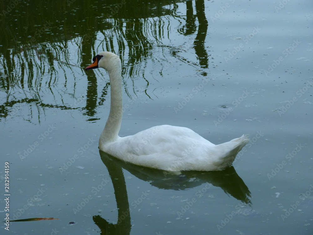 Fototapeta premium Beautiful Swan