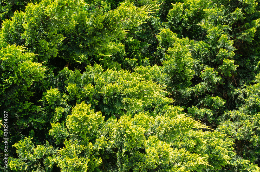 Naklejka premium Lush vibrant yellow-green foliage of branches cupressocyparis Leylandii. Spring or summer fresh wallpaper and nature background concept