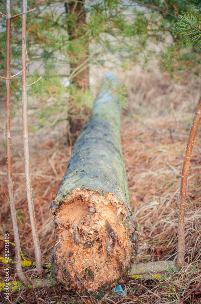 the felling tree lies on the ground the felling tree lies on the ground
