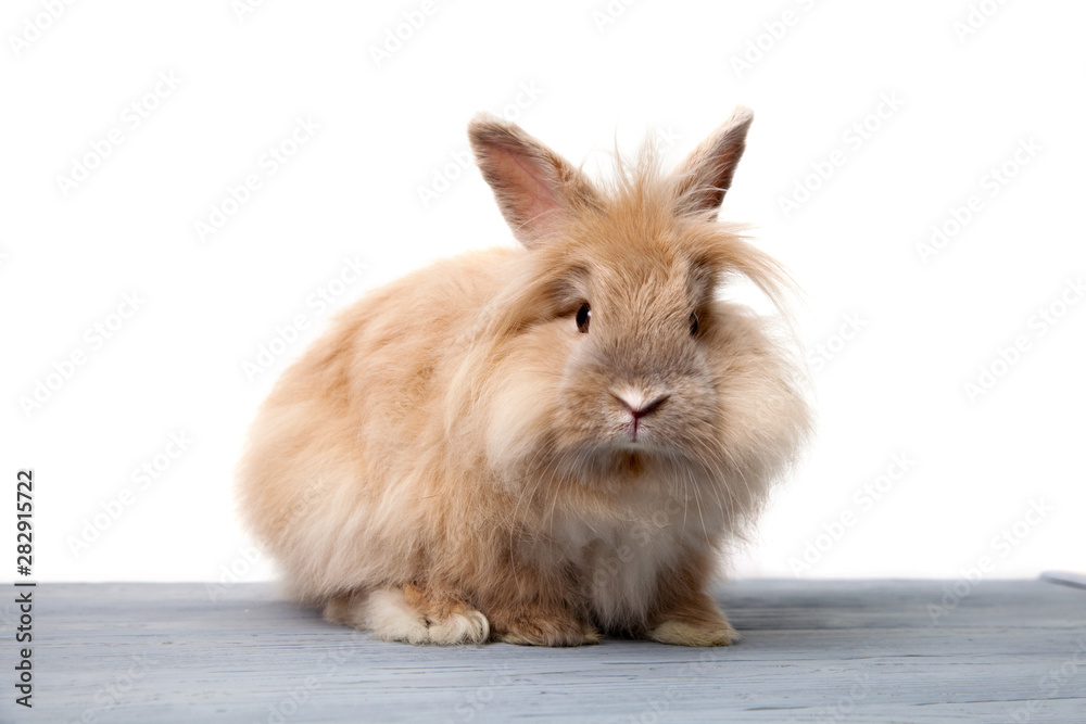 A rabbit on wooden desk A rabbit on wooden desk