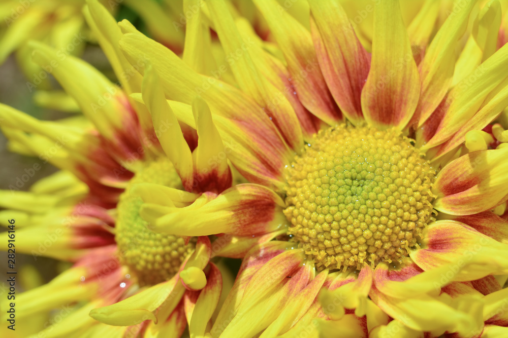 Beautiful Close Up flowers of Chrysanthemums Beautiful Close Up flowers of Chrysanthemums