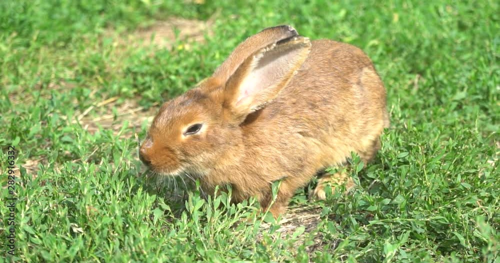 Slow motion, rabbit on the green field Slow motion, rabbit on the green field