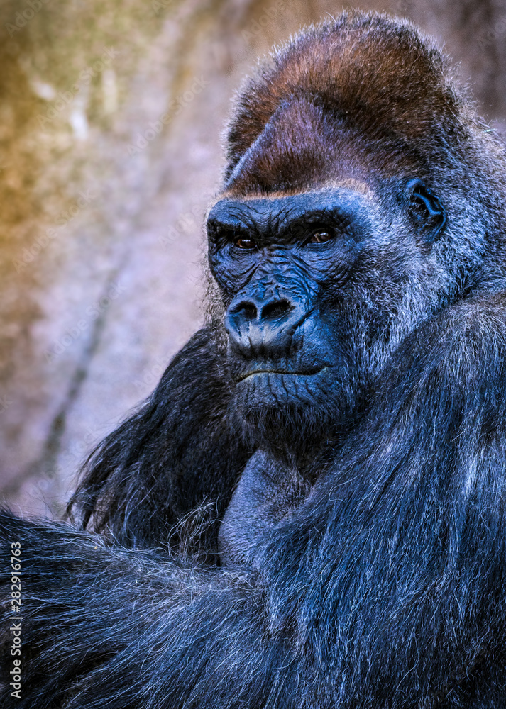 Obraz premium Portrait of Maie Silverback Gorilla