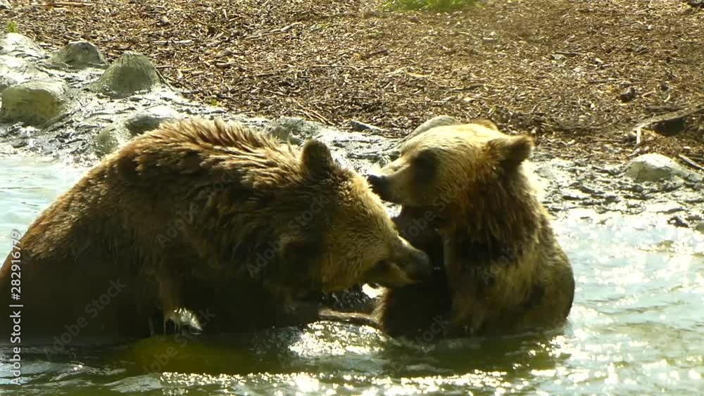 Two teddy bears are played on the river bank. Natural background. Bears in the water pattern slow motion Two teddy bears are played on the river bank. Natural background. Bears in the water pattern slow motion