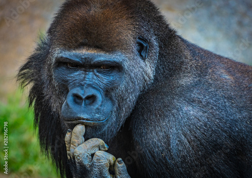 Portrait of Male Silverback Gorilla © Don
