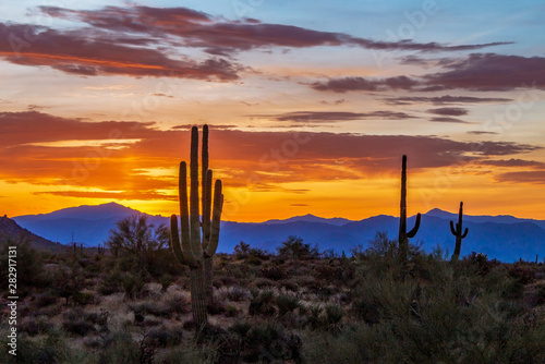 Cactus Silhouette Against Desert Sunrise Skies