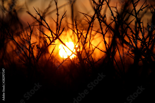 Sonnenuntergang durch Dornen fotografiert