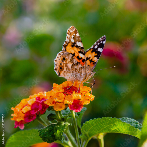 A beautiful butterfly on the flowers of a tropical plant lantana camara. Bright summer floral background. Blossom Lantana camara.