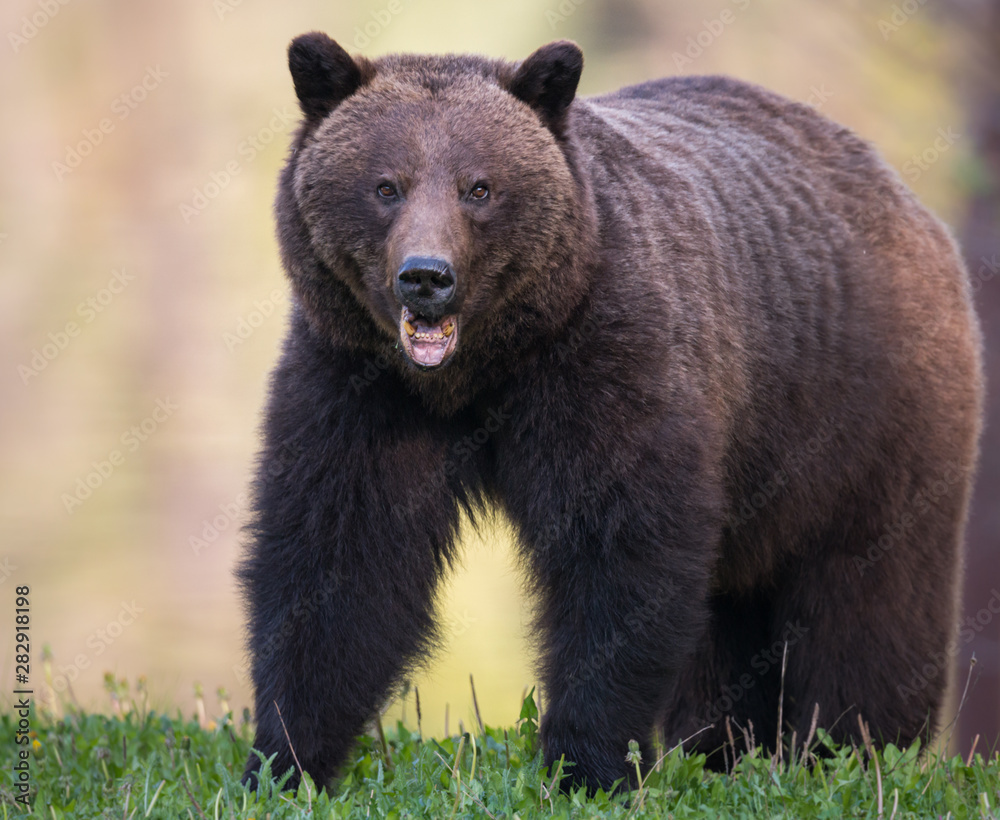 Grizzly bear in the wild