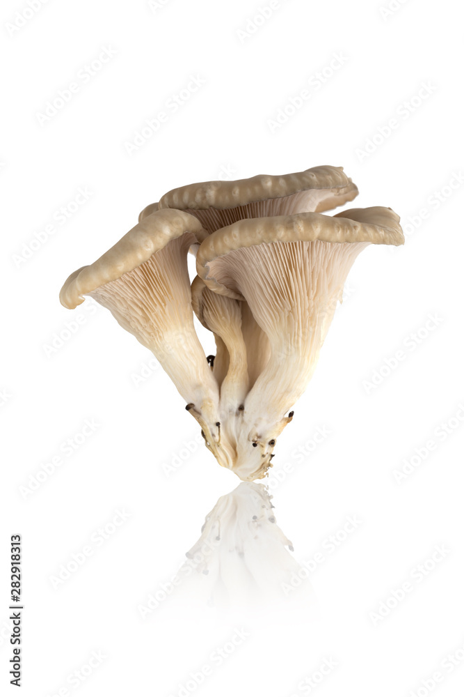 Fototapeta premium Oyster mushrooms on a white background. Fresh oyster mushrooms close-up on a white background.