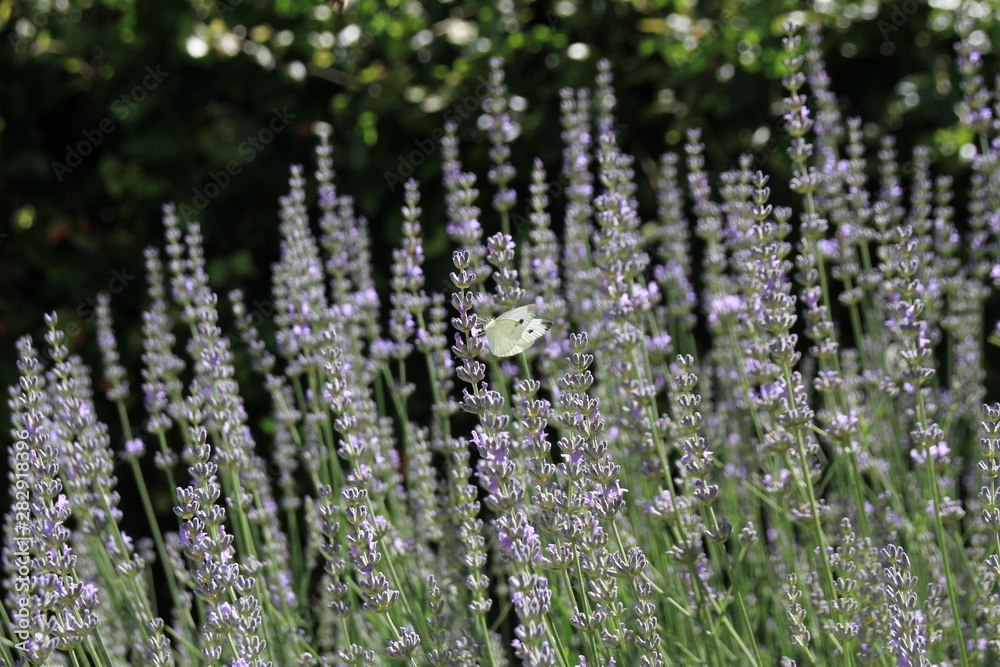 Obraz premium flowers in garden
