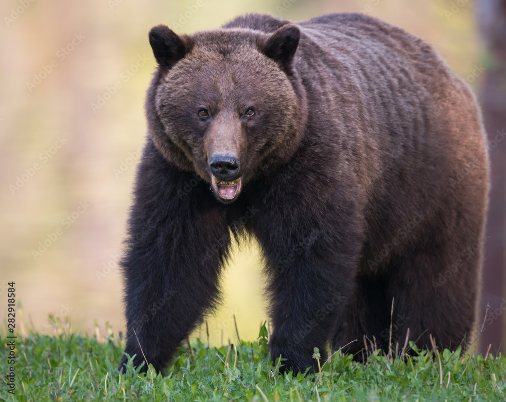 Grizzly bear in the wild