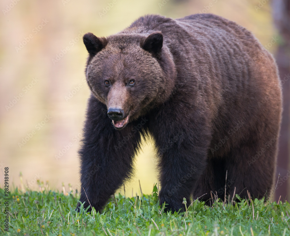 Grizzly bear in the wild