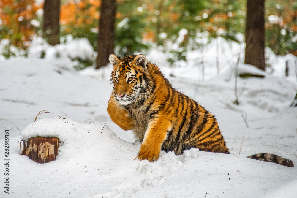Obraz premium Siberian Tiger running in snow. Beautiful, dynamic and powerful photo of this majestic animal. Set in environment typical for this amazing animal. Birches and meadows