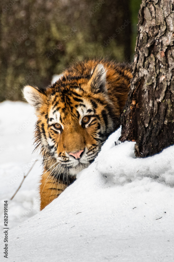 Obraz premium Siberian Tiger running in snow. Beautiful, dynamic and powerful photo of this majestic animal. Set in environment typical for this amazing animal. Birches and meadows