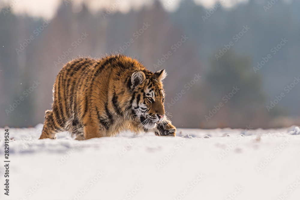 Obraz premium Siberian Tiger running in snow. Beautiful, dynamic and powerful photo of this majestic animal. Set in environment typical for this amazing animal. Birches and meadows