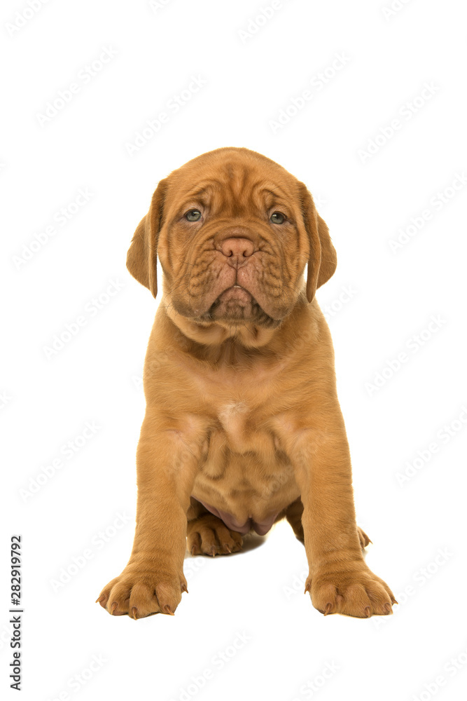 Cute dogue de Bordeaux puppy sitting looking at the camera cut out on a white background