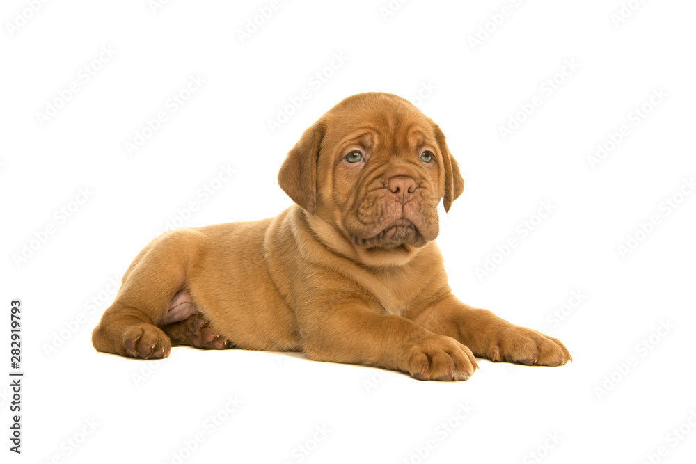 Cute dogue de Bordeaux puppy lying down isolated on a white background