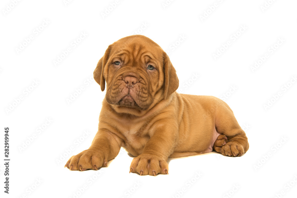 Cute dogue de Bordeaux puppy lying down looking at the camera isolated on a white background