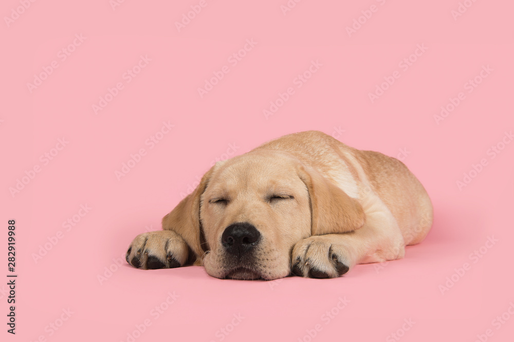 Blond young labrador retriever sleeping on a pink background