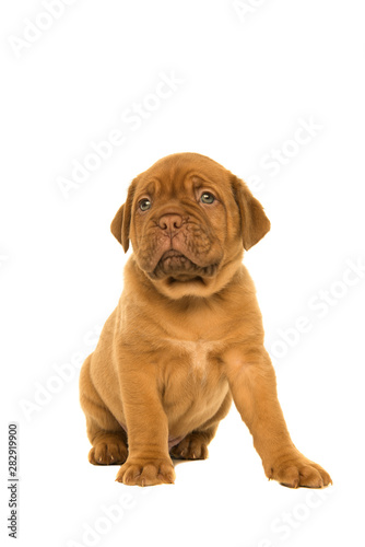 Cute dogue de Bordeaux puppy glancing away sitting isolated on a white background