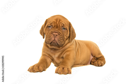 Cute dogue de Bordeaux puppy lying down looking at the camera isolated on a white background