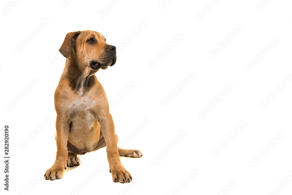 Boerboel puppy sitting and looking to the right isolated on a white background