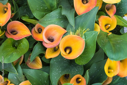 Full-frame of blooming yellow and orange calla lily flowers seen from a high angle view photo