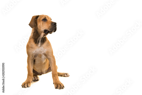 Boerboel puppy sitting and looking to the right isolated on a white background