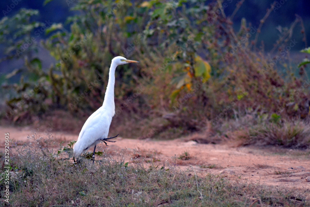 Obraz premium great blue heron in flight