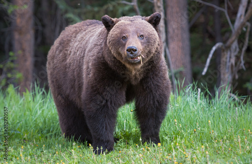 Grizzly bear in the wild