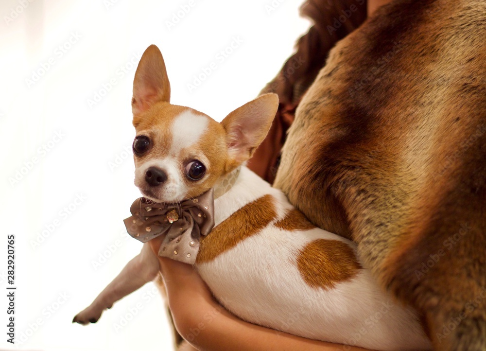 Chihuaha blanco y canela Chihuaha blanco y canela